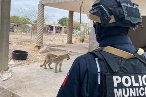 Video: Rescatan a puma maltratado; se encuentra en delicado de salud: PROFEPA